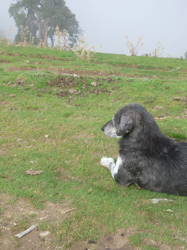 Triund Hike, Dharamshala