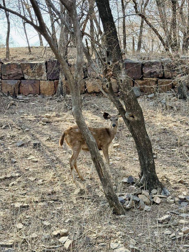 Wildlife Spotting in India 🐅