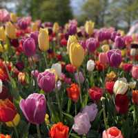 🇳🇱Netherlands 5 Days Itinerary