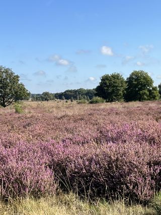 A World full of Purple Flowers and Butterflies🦋💜