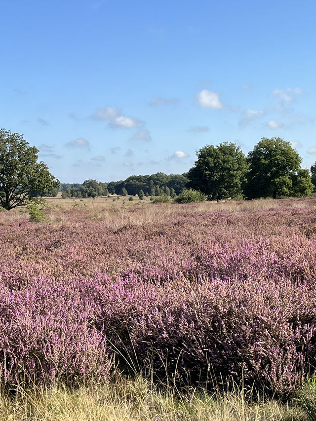 A World full of Purple Flowers and Butterflies🦋💜