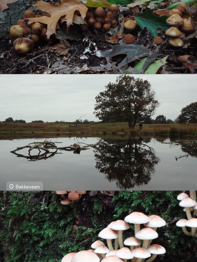 Autumn Walk in Bakkeveen – 10 km Nature Adventure🍄🍄‍🟫🍂✨