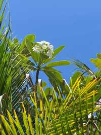 Plumeria Maldives Vaavu Atoll