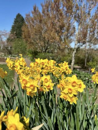 สวน RHS Garden Wisley ในฤดูใบไม้ร่วงนั้นงดงามและเงียบสงบอย่างน่าประทับใจ 🍁🌿🌸