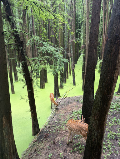 A Guide to the Matcha Lake (Qingshan Lake) in Hangzhou | Trip.com