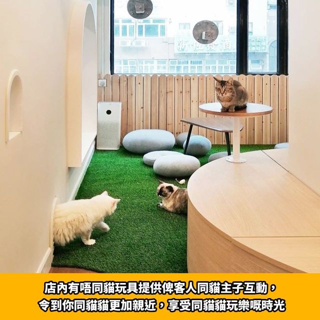 旺角人氣貓cafe🐱貓啡cafe