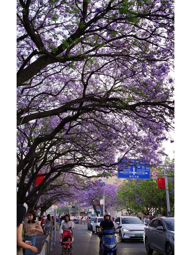 Xichang blue jacaranda, a dreamy purple sea of flowers in the hustle and bustle of the world.