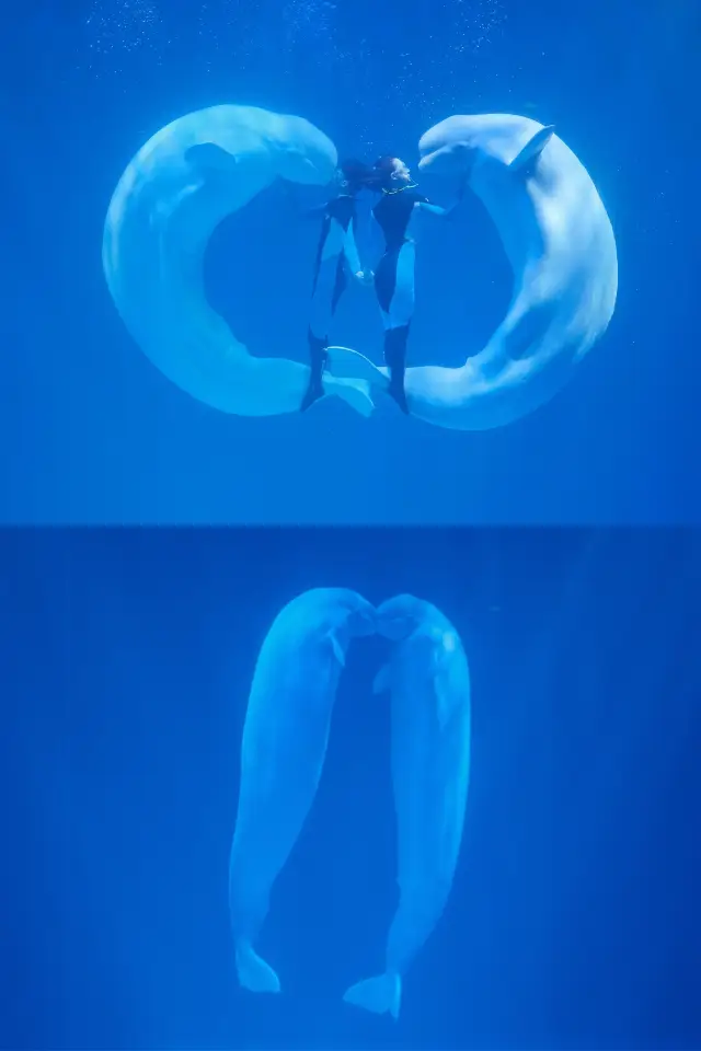擁有世界唯一的極地白鯨水下表演——海洋之心