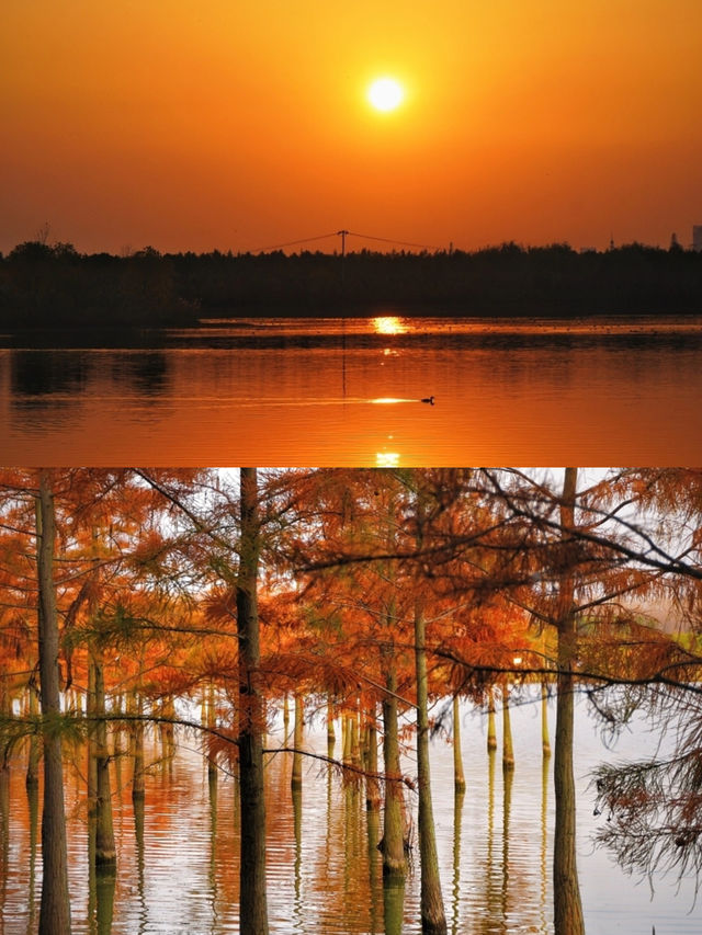 今年秋天，一定要去看合肥的紅杉林美哭了川很快，等到下個月