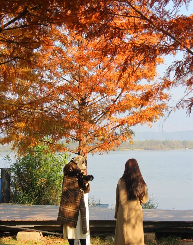 超治癒！快來打卡邛海濕地公園這些高顏值冬日秋景