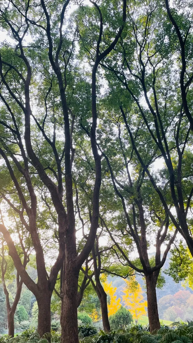 這不是瑞士!這是在上海! 這不是瑞士!這是在上海!