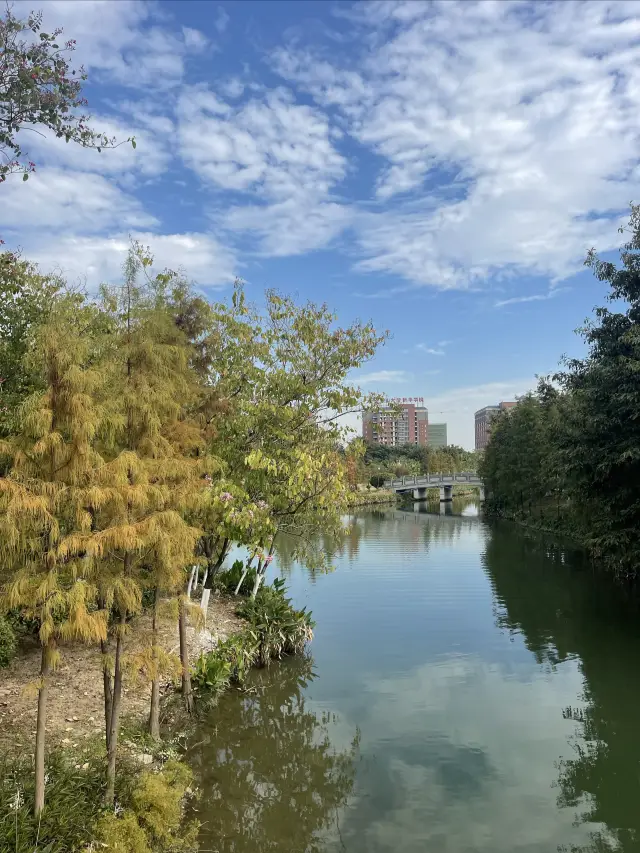 Huayang Lake Water Forest Park