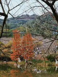 廣州下“雪”了 屬於廣州冬天的白色浪漫