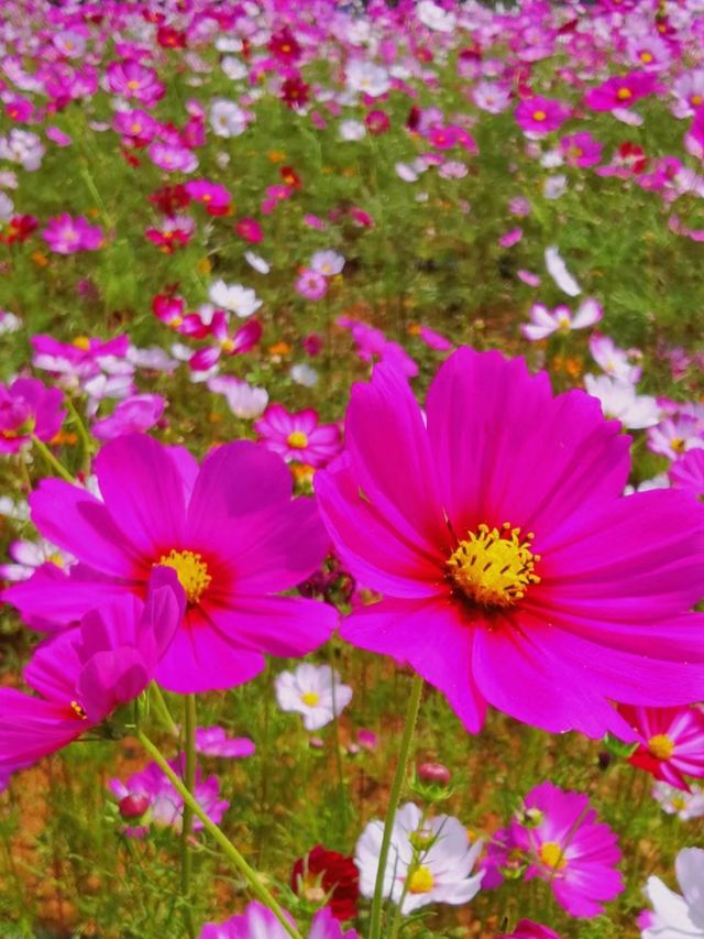 蒙自拍照|格桑花海打卡攻略 蒙自拍照|格桑花海打卡攻略