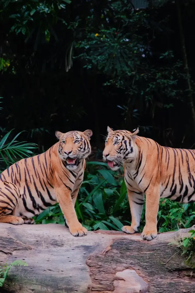 シンガポールに来て動物園を訪れないと私はとても悲しいです