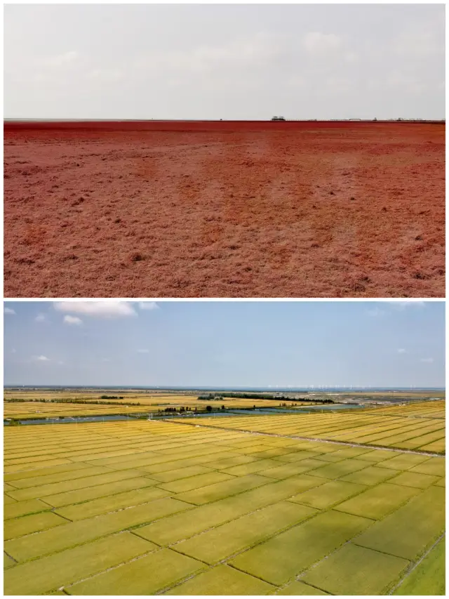 สายหาดสีแดงและทุ่งข้าวสีเหลือง สีแดงและสีเหลืองที่สะท้อนกันไม่มีใครเทียบได้