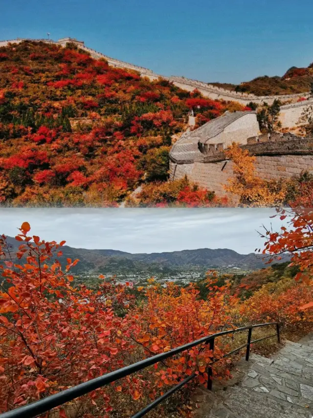 Fragrant Hills, Beijing | In a few days, the red leaves in Beijing will be at their peak