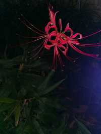 精彩夜場，花樣國潮-個園夜場
