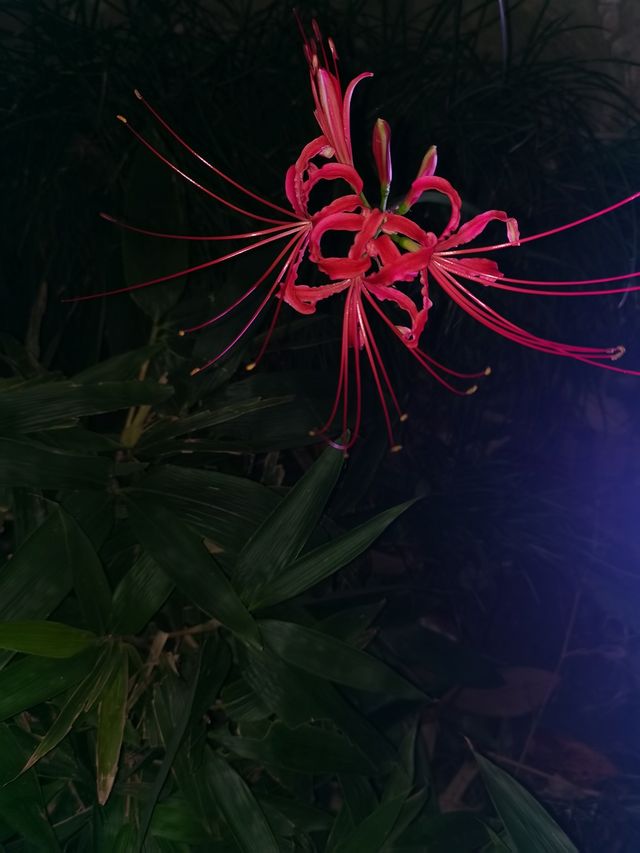精彩夜場，花樣國潮-個園夜場