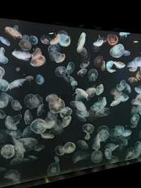 我真的沒想到！大連極地這麼好拍！！！