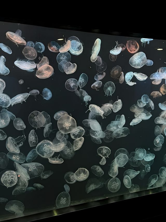 我真的沒想到！大連極地這麼好拍！！！