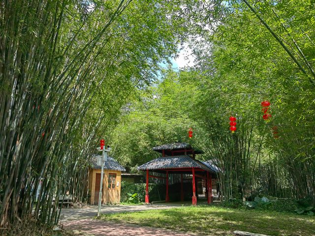 廣東唯一的竹海森林公園，翠竹綿延浩如煙海