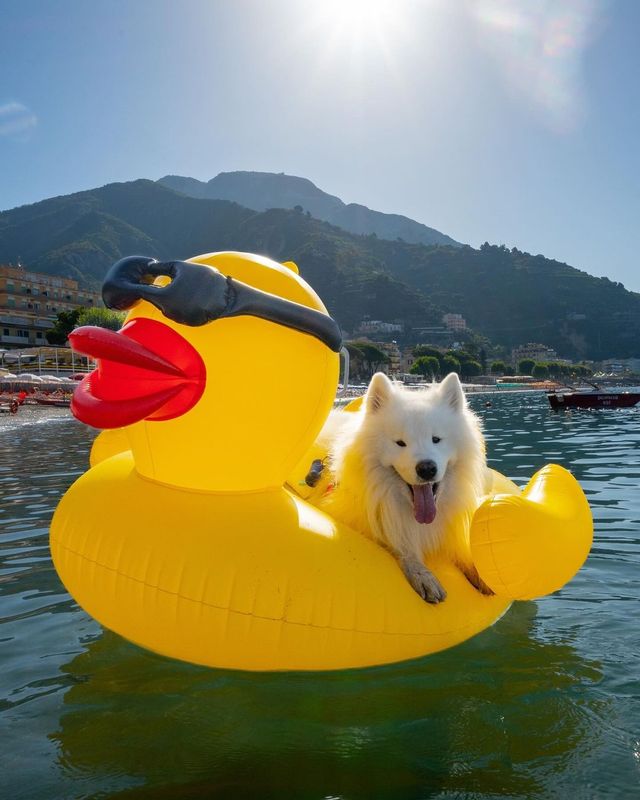 😎🐥 What are your favorite beach activities? Share your weekend plans and let's float into adventure together! 🌊☀️