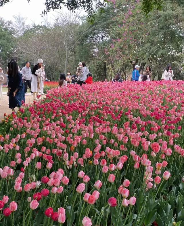 Monet's World of Flowers - Flower Town in Shenzhen