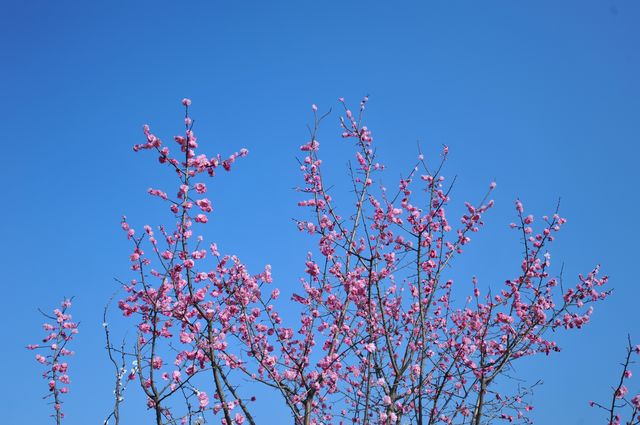 泰安環山路梅園，春日賞花好去處