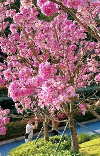 <《深圳今日浪漫：紫木風鈴花開遍，粉色花海等你來》
