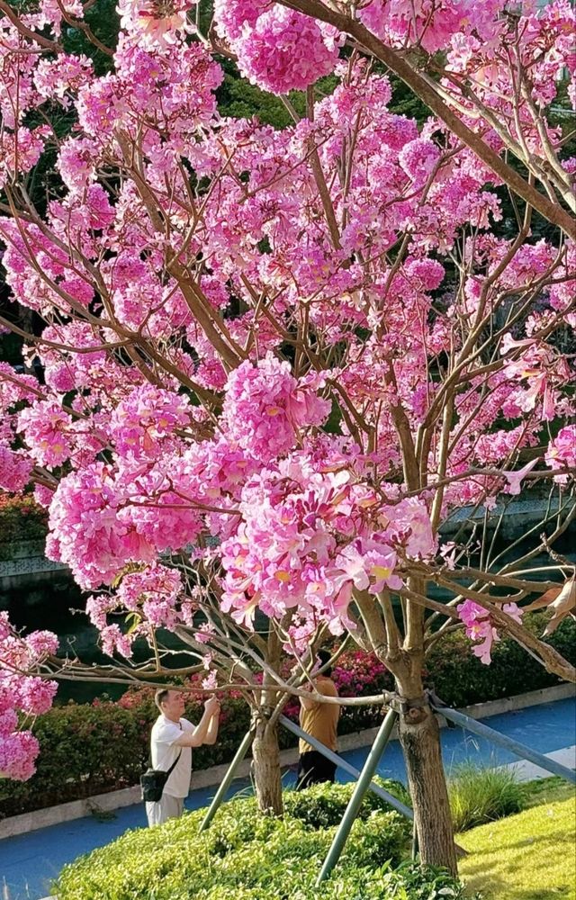 <《深圳今日浪漫：紫木風鈴花開遍，粉色花海等你來》
