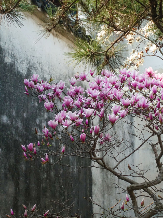 蘇州耦園 | 玉蘭花已開，滿目皆春意附攻略