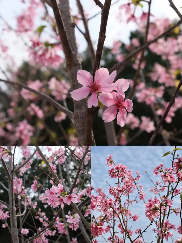 Enjoy cherry blossoms in Dongguan's spring garden tour