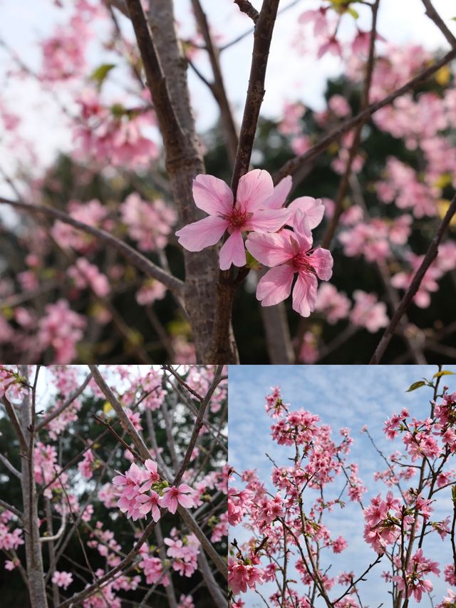 東莞春日遊園賞櫻花