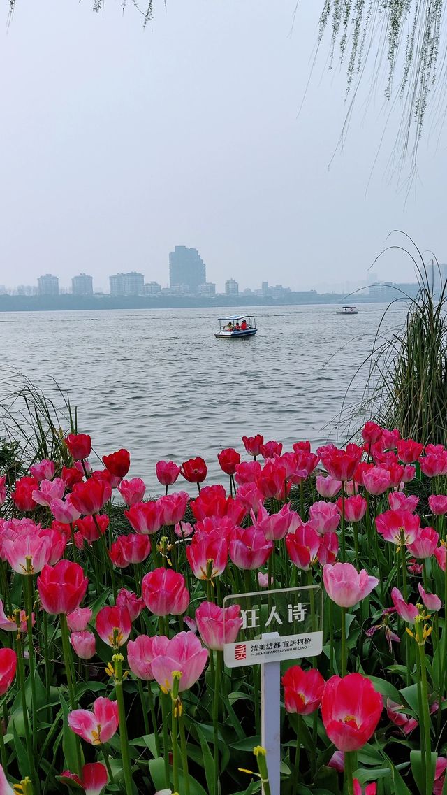 萬萬沒想到，瓜渚湖的櫻花竟然可以這麼美！