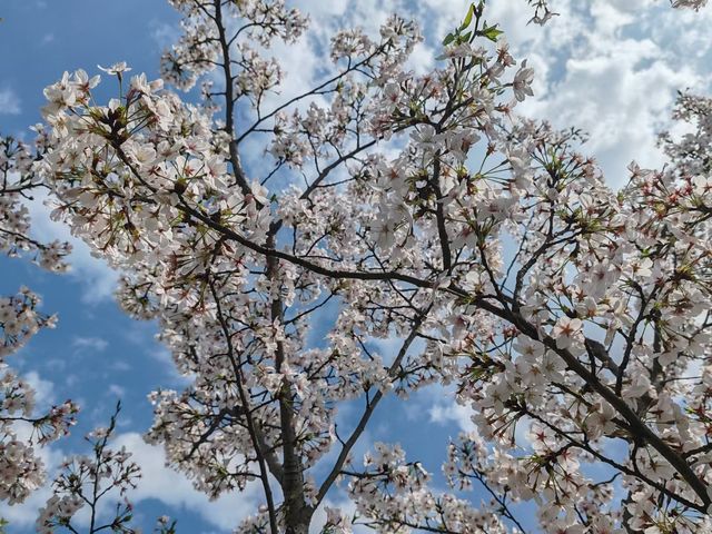 櫻花盛開，蘇州陽澄湖半導迎來最美人間四月天