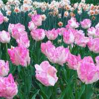 Tulip Extravaganza at Lanting Park 🌷🌳