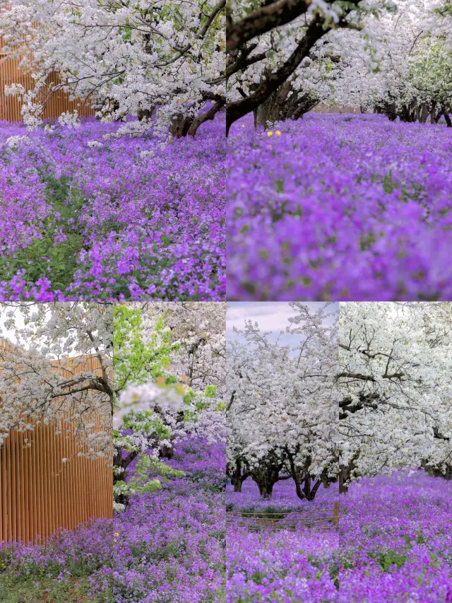 산대산의 배란회~