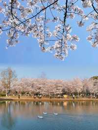 上海周邊遊！世紀公園櫻花盛放啦！
