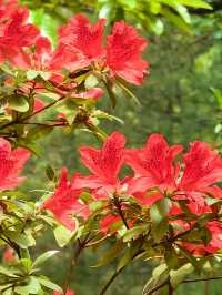 昆明杜鵑花節在黑龍潭公園開幕啦
