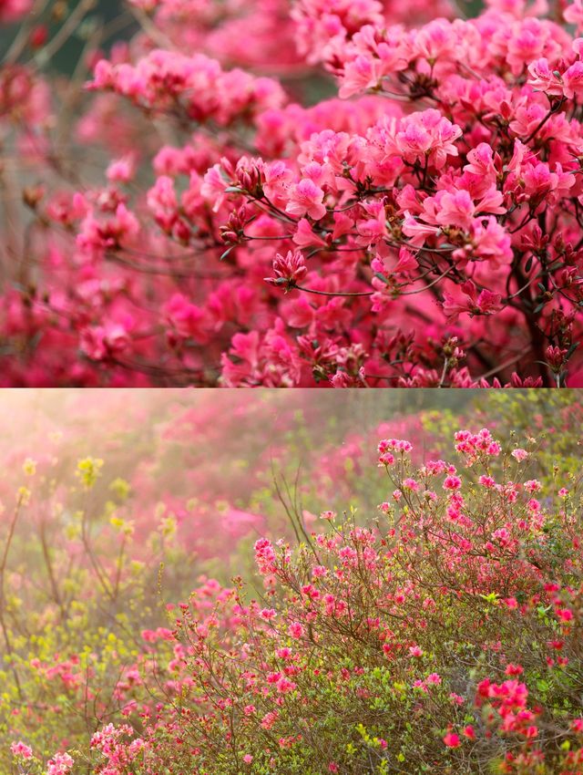 我在木蘭雲霧山，找到了武漢最美的春天