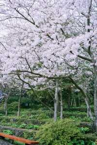 濟州島賞櫻花2-3日遊，跟著賞櫻地圖敞開遊！