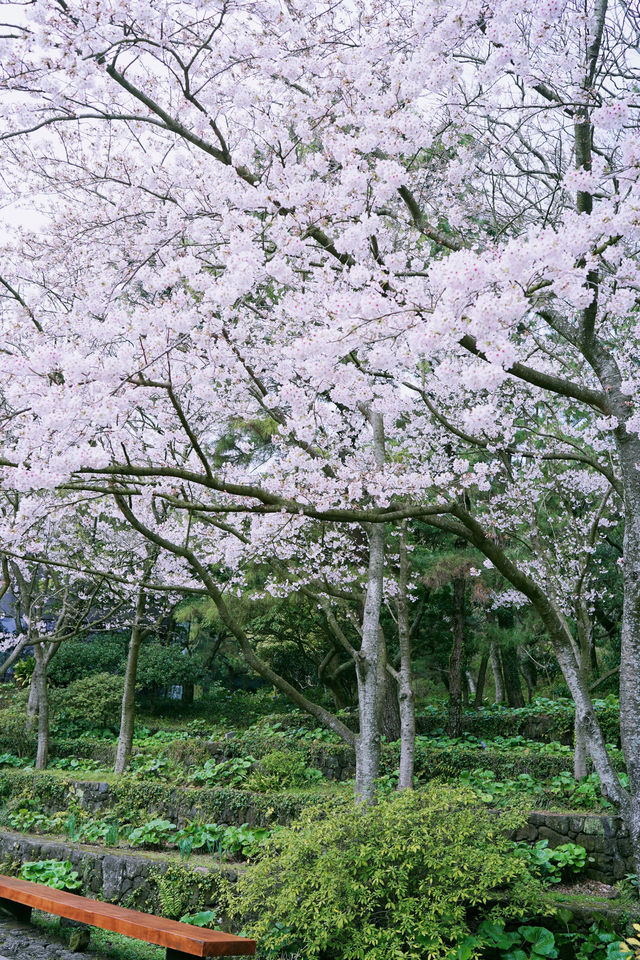 濟州島賞櫻花2-3日遊，跟著賞櫻地圖敞開遊！