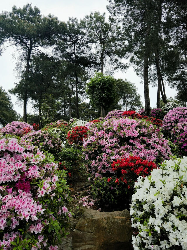 重慶周邊遊，一起去賞花吧～