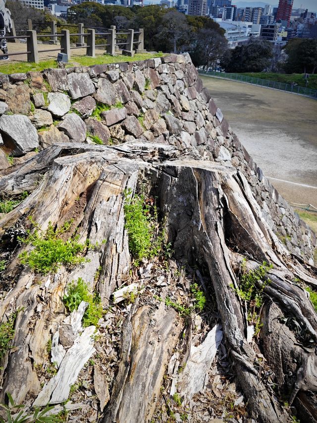 福岡城的天守閣指日可待