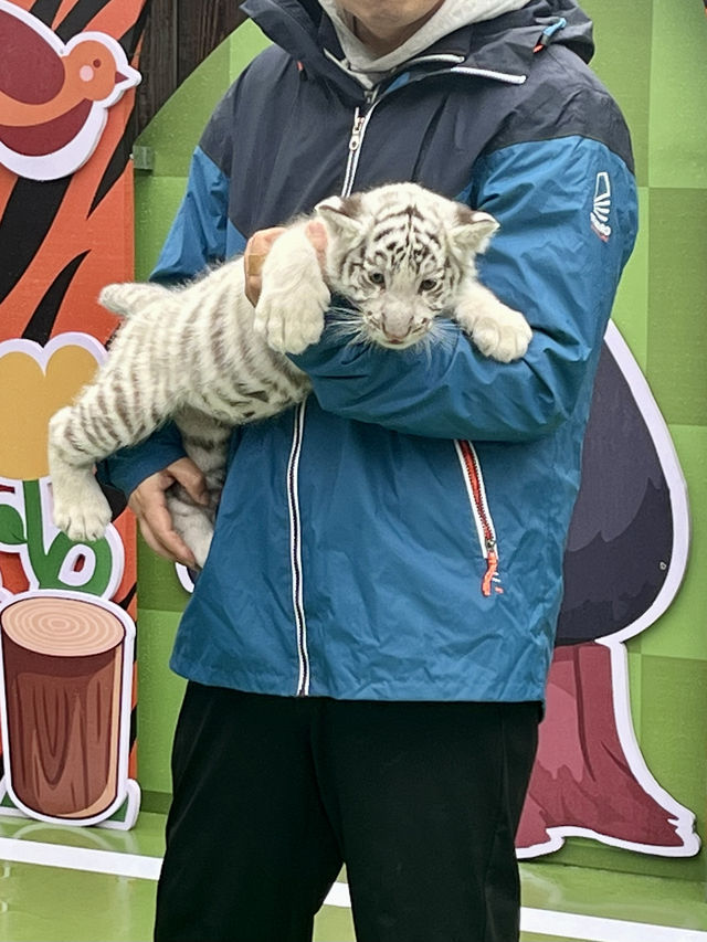 春日逛動物園真的太太太治癒啦！