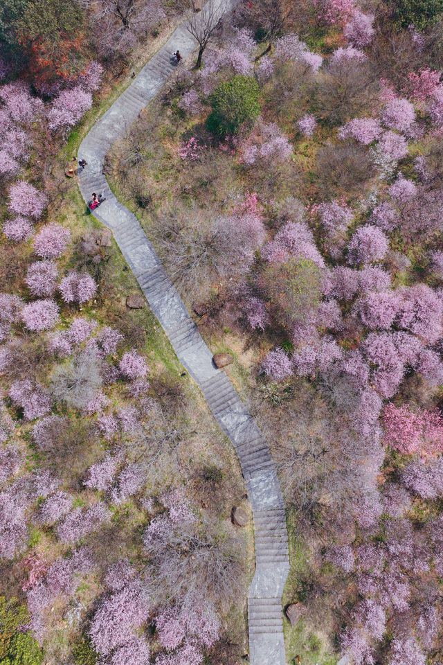 南京周邊｜春和景明，去傅家邊賞梅全攻略！