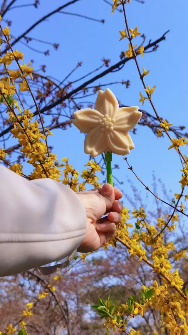 Why has Yuyuantan become the number one spot for cherry blossom viewing in Beijing?