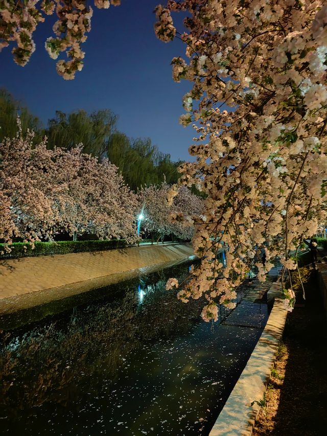 夜遊望京海棠花溪