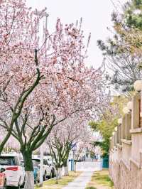 Exploring Hai'an Road's Floral Delights 🌸